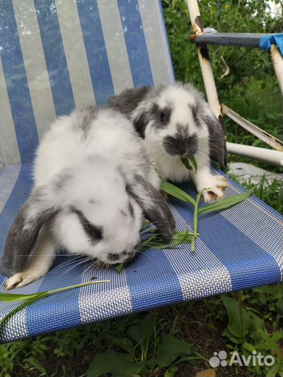 Французский баран