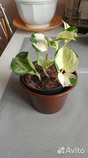 Сциндапсус Хеппи лиф