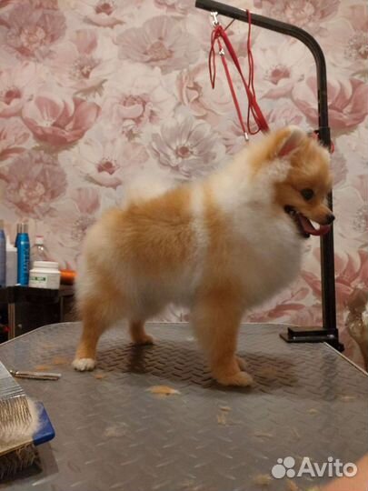 Стрижка собак