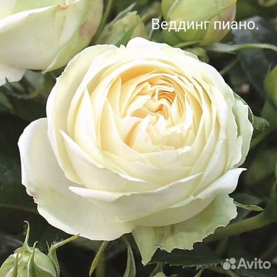 Саженцы розы Ред Пиано