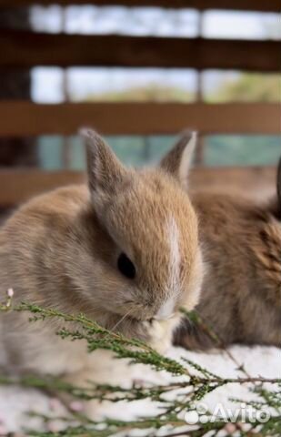 Карликовые Мини Кролики Домашние из Питомника объявление продам