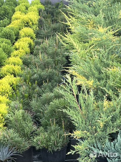 Питомник растений