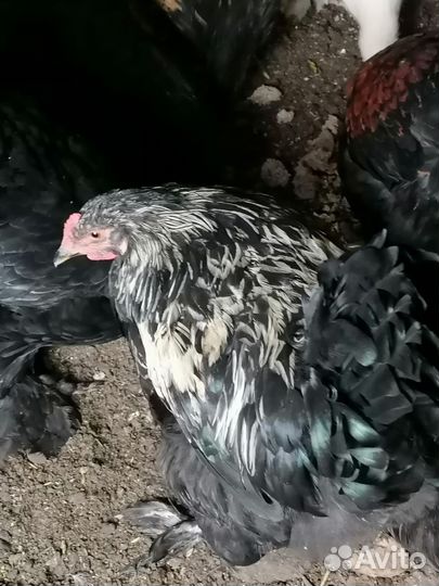 Петух брама