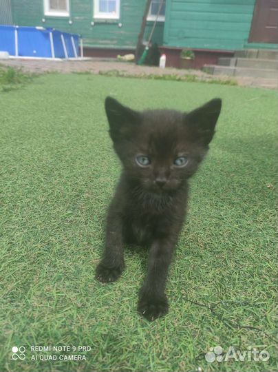 Черный котенок бесплатно