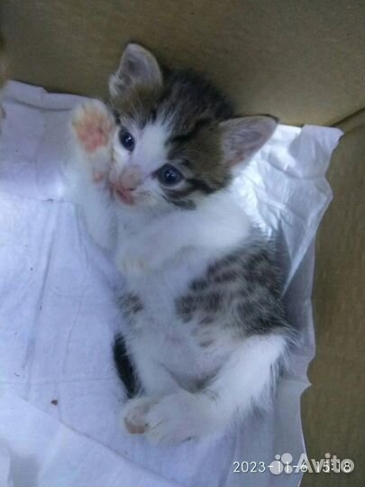 Котёнок в добрые руки