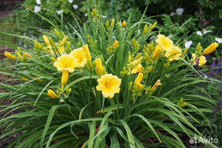 Хосты, лилейник, ирисы