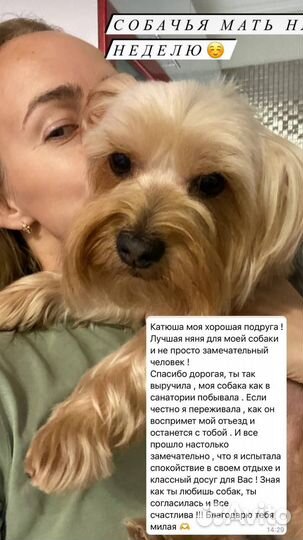 Передержка собаки. Догситтер. Собачья няня