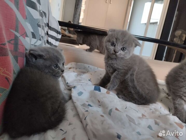 Британские вислоухие котята