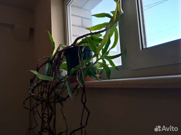 Растение золотой ус