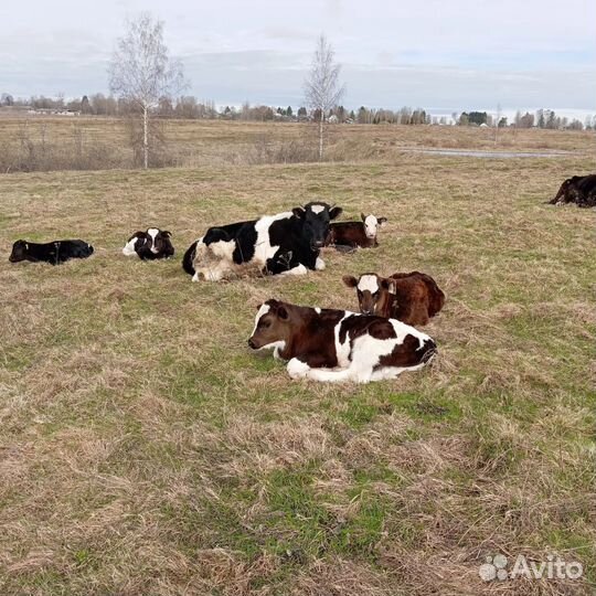 Продажа крс