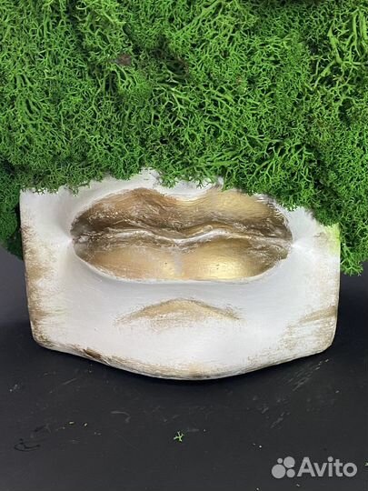 Стабилизированный мох