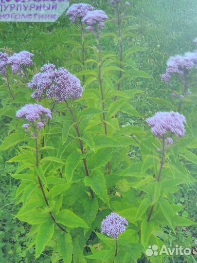 Многолетники