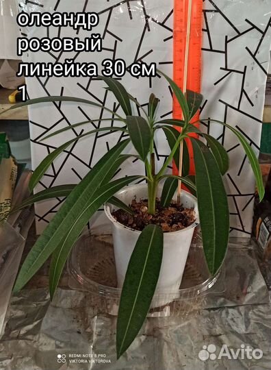 Олеандр розовый и малиновый