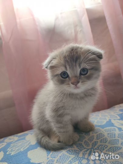 Шотландские вислоухие котята мраморные