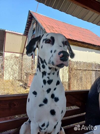 Вязка Далматин