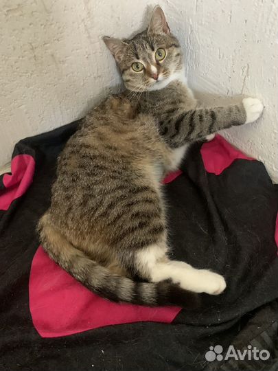 Кошечка в добрые ручки