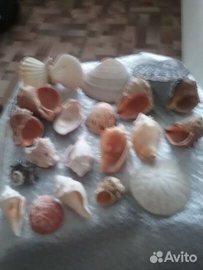 Кораллы разные,ракушки,рапаны с Карибов и с моря