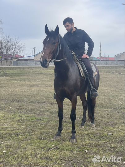 Продажа лошадей иноход