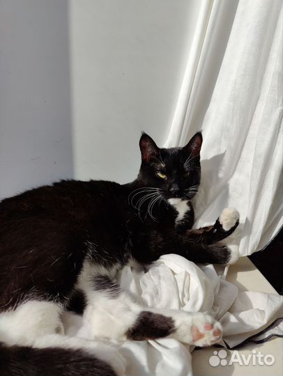 Кошка Нэнси