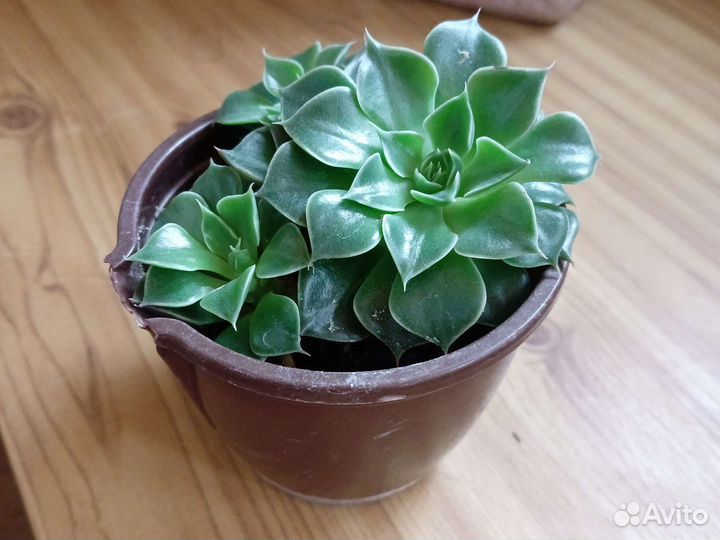 Крестовник роули, очиток Моргана и др