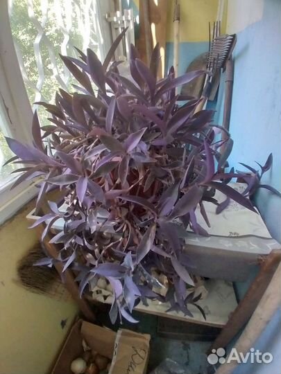 Традесканция фиолетовая