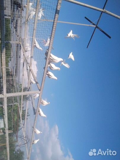 Голуби белые