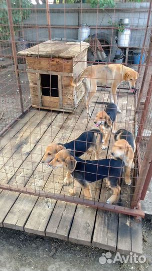 Русские гончие щенки