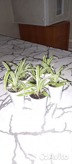 Хлорофитум