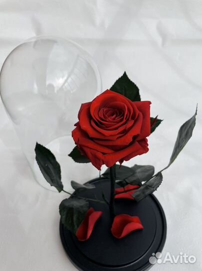 Роза В колбе