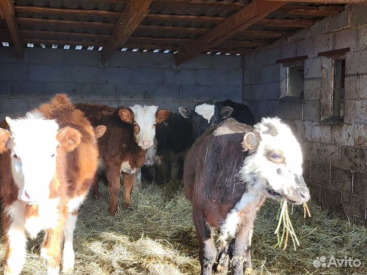 Продается телочки