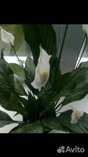 Спатифиллум