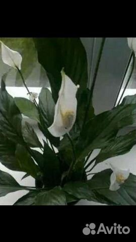 Спатифиллум