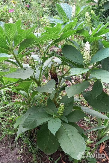 Фитолакка (лаконос), многолетник