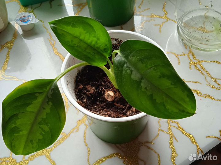 Аглаонема детки излишки