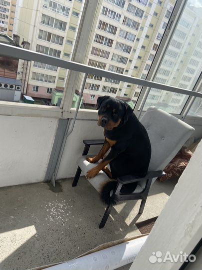 Вязка