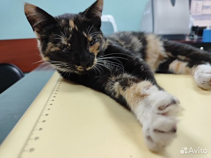 Трехцветный котенок Ириска в дар