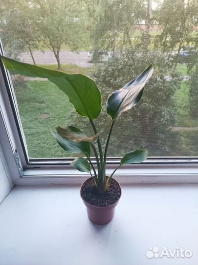 Стрелиуия Николаи