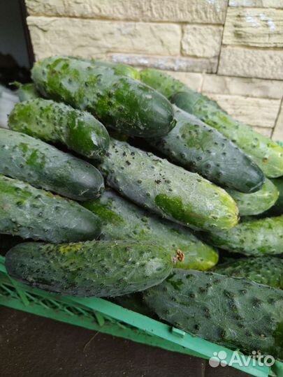 Помидоры и огурцы домашние