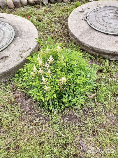 Цветы садовые