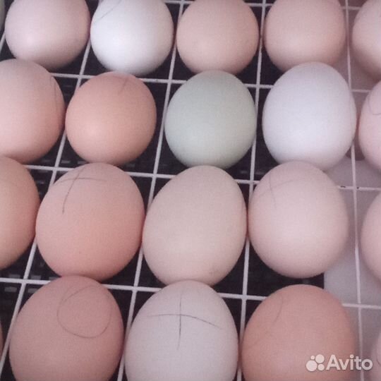 Продам своих цыплят