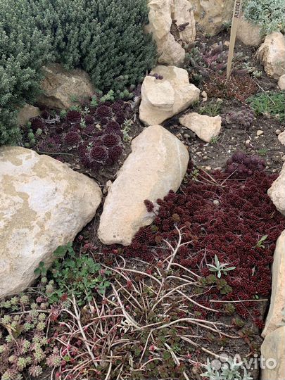 Ясколка(борец с сорняками) Сантолина,Барвинок