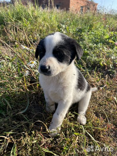 Щенок в добрые руки