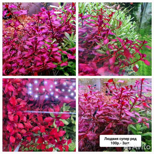 Креветки Блюдрим, гуппи и растения