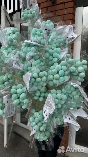 Краспедия стабилизированная