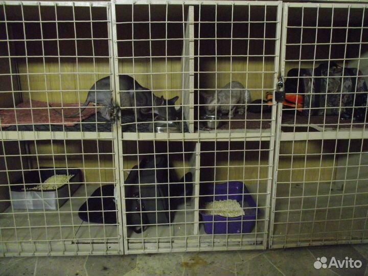 Гостиница для животных 