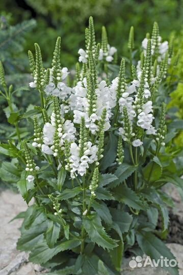 Садовые растения Хризантемы