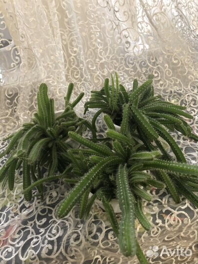 Гилоцереус