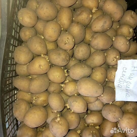 Семенной картофель