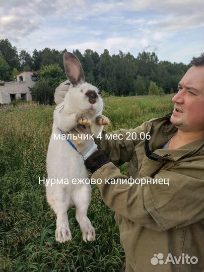 Кролики мясных пород