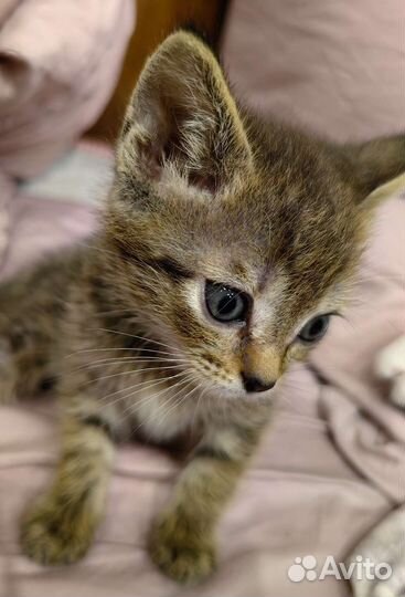 Кошка в дар